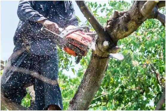 tree services Kaukauna